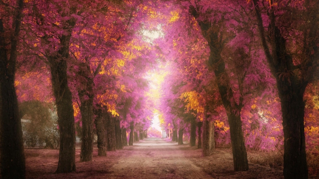 parks-trees-roads-pink-leaves-to-heaven-scenery